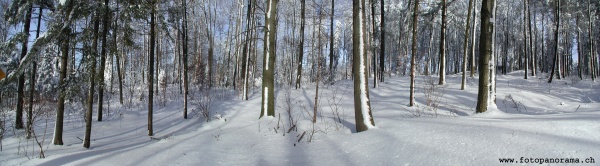 Selva in iverno.