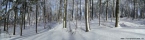 Forêt en hiver